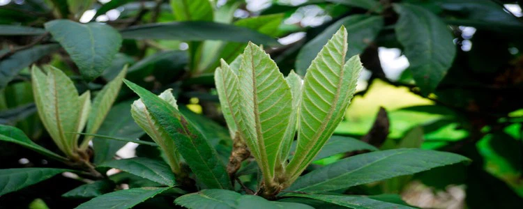 About Loquat Leaf.png